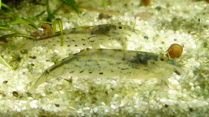 Vorne Mini-Fächergarnele, hinten Amanogarnele von Susanne Kruse (18)