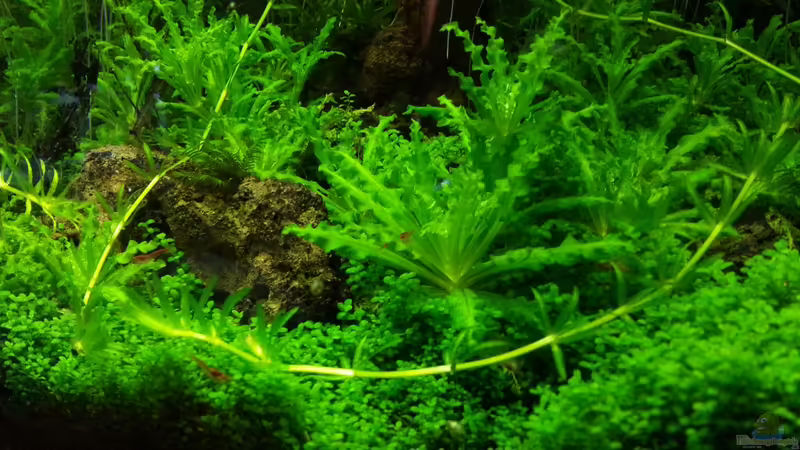 Vorne mittig 21.04.2013 von M to the ilan (17)