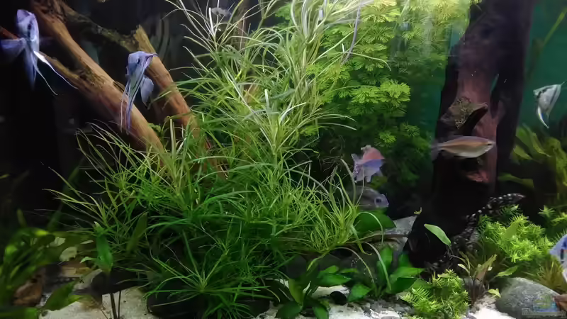 vorne Pogestemon quadrifolius auch ein ganz schneller ! von Grünhexe (139)