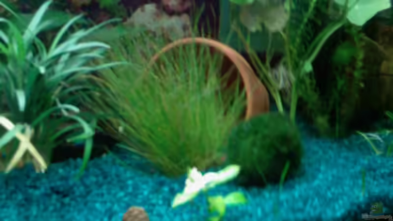 vorne rechts von @corydoras (5)