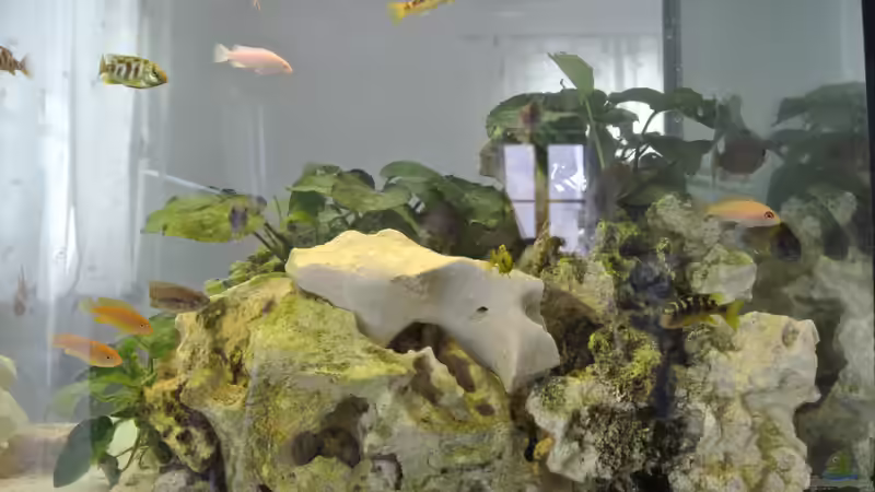 Vorne Rechts von Alsi (48)