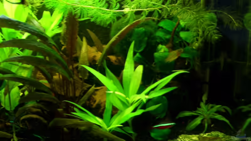 vorne rechts von DerAusDemNixKam (2)