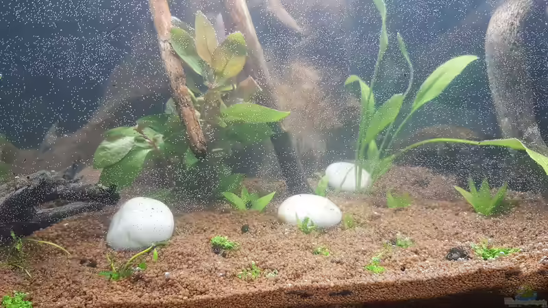 Vorne von Kevin Engelsberger (30)