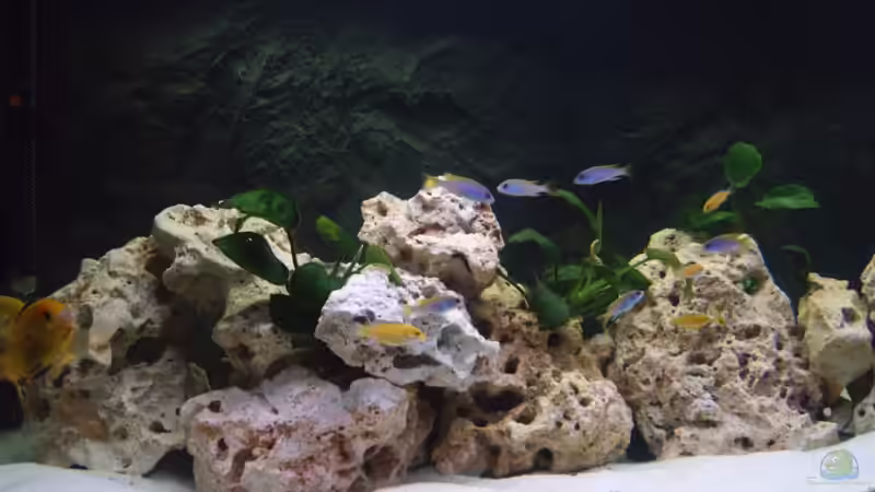 vorne von Markus Gebauer (4) (5)