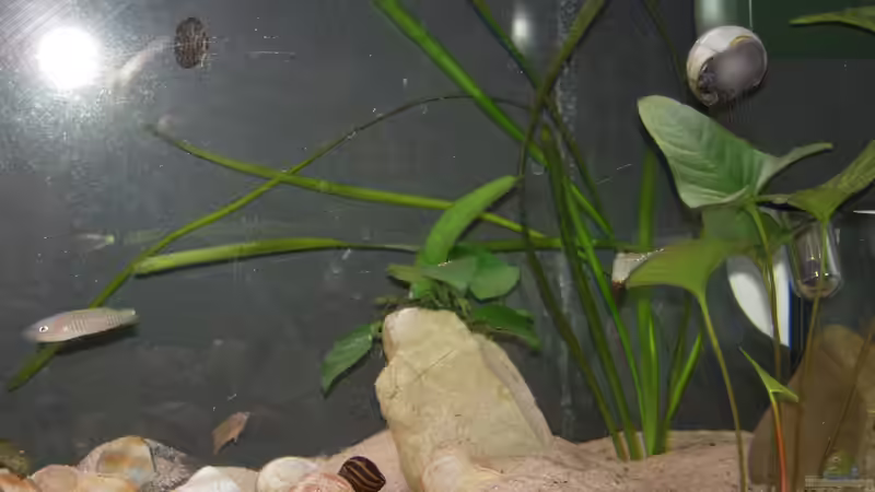 vorrübergehende Rückwand (mit Asylanwerber :D siehe Update) von Exotist (4)