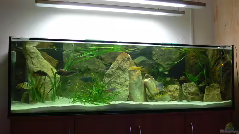 Vorrübergehender Fischbesatz von Christian Klar (7)