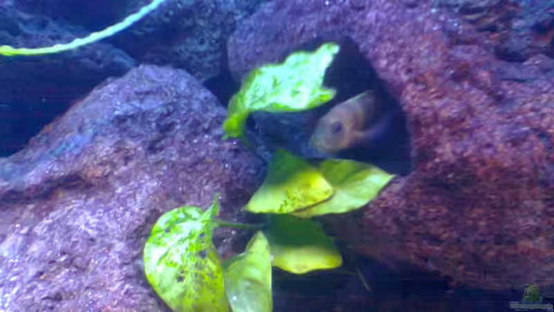 Vorsichtiges raustasten aus seiner Höhle. von Markus Kerwien (5)