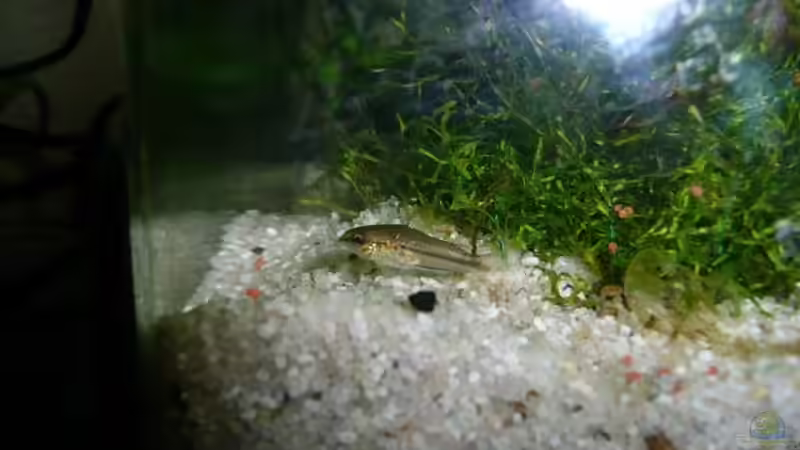 Vorübergehender Besucher: Minipanzerwels von Dana (4)