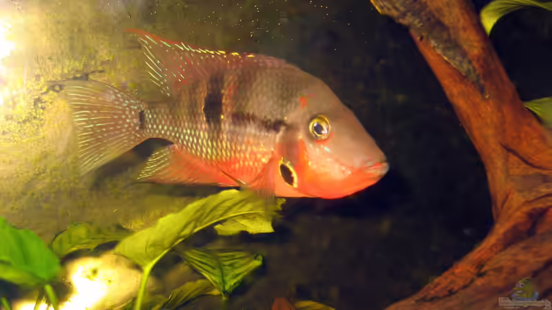 Vorüberlegungen: Buntbarsche aus Mittelamerika artgerecht halten