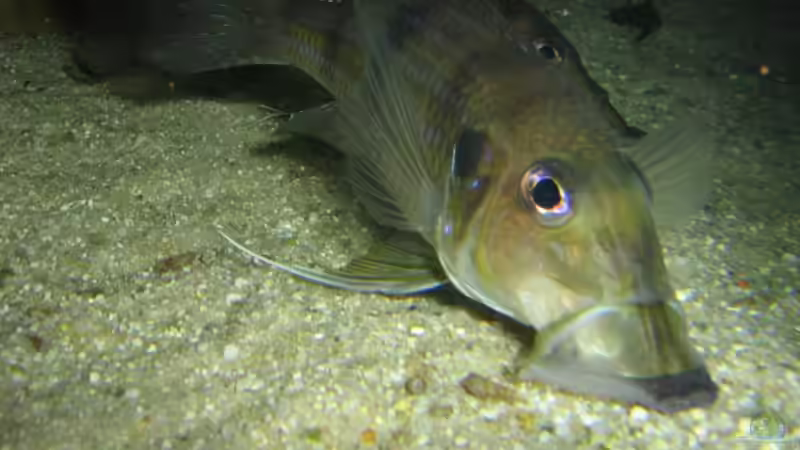 Vorwerk ?....... von Michaela Krause (28)