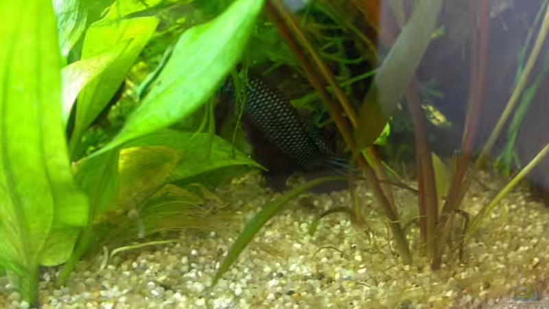 Vred will sich nicht fotografieren lassen -.- von Zebraschneggla (16)