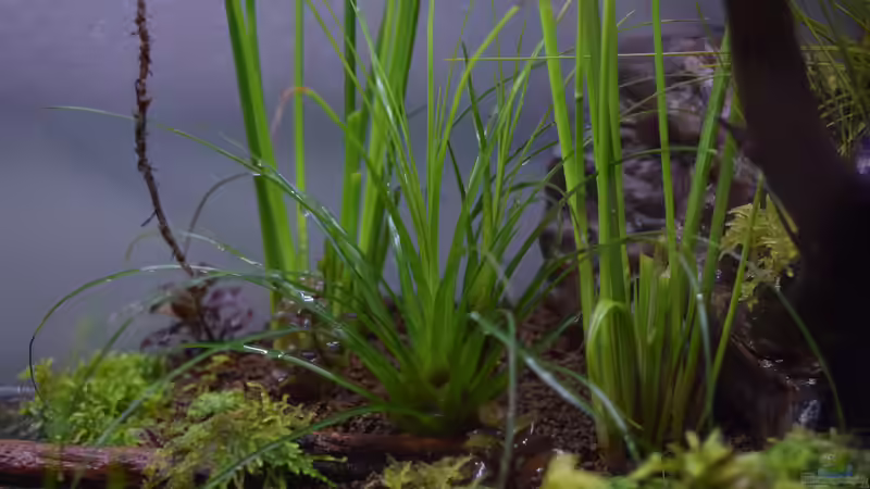 Vriesea correia araujoi von Junglist (10)