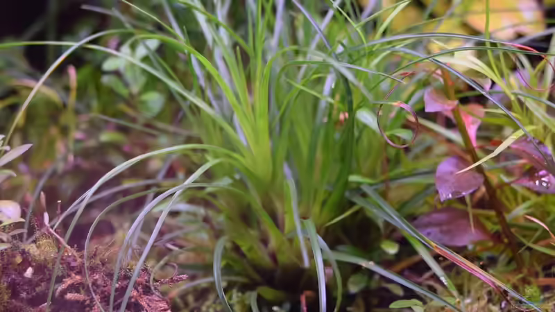 Vriesea correia araujoi von Junglist (43)