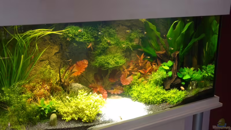 vs. NEU!!! (10.04.2010) von Goos (3)