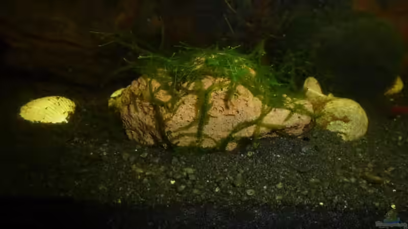 Vulkangestein mit Moos bepflanzt von Jessi & Daniel (7)