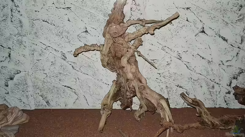 Vulkanwurzel von Florian Kallinger (17)