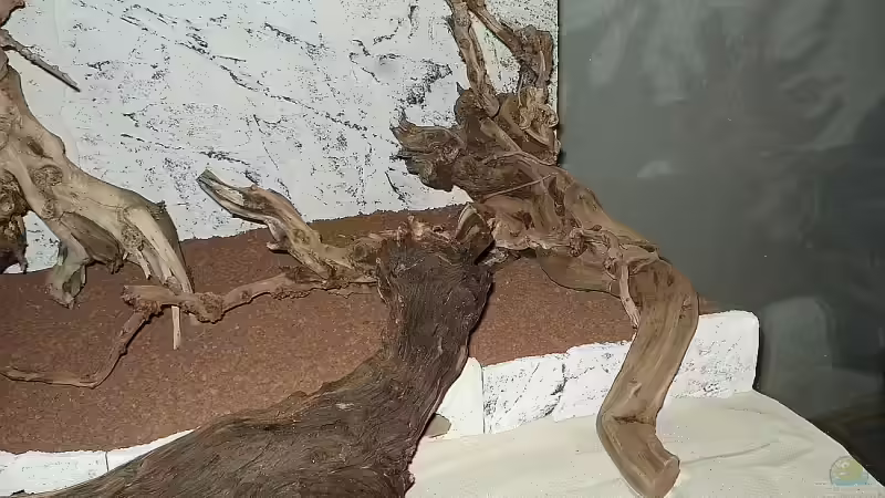 Vulkanwurzel von Florian Kallinger (18)