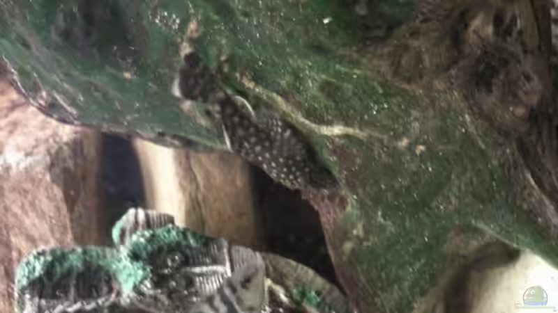 W. brauner Antennenwels. von mikael38 (26)