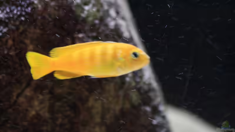 W von aquariumwelt (22)