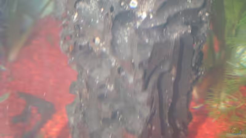 Wabenholzstamm von Stefanie Mohr (14)