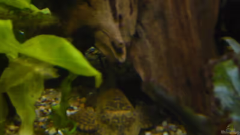 Wabenpanzerwels von Diana Wolff (5)