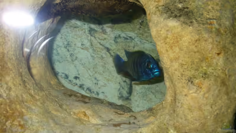 Wabenschilderwels an seinem lieblingsplatz von Tobi_88 (13)