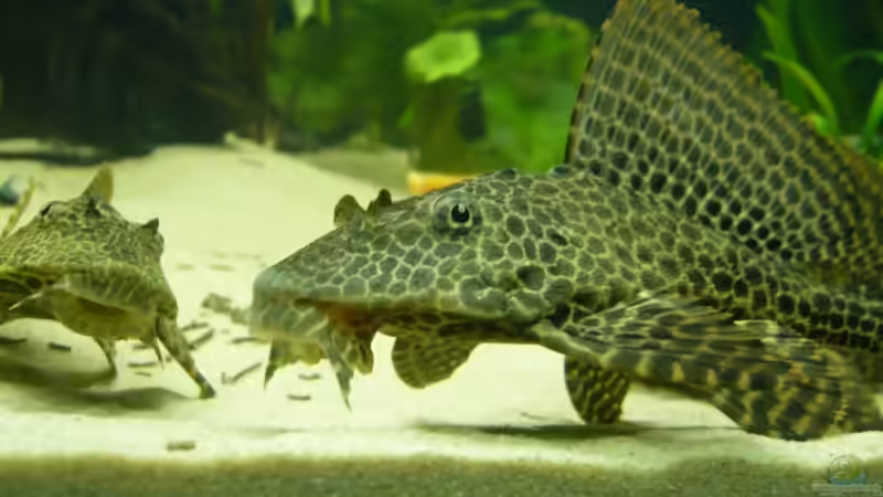 Wabenschilderwels (Glyptoperichthys gibbiceps ) von lumpi (35)