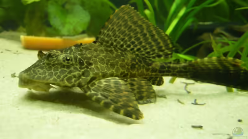 Wabenschilderwelse im Aquarium (Einrichtungsbeispiele für Glyptoperichthys gibbiceps)
