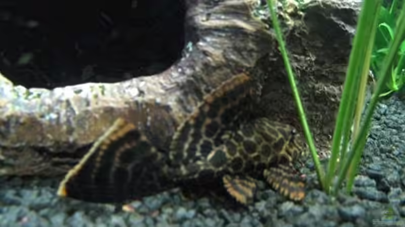 Wabenschilderwels (Glyptoperichthys gibbiceps) von Andrea Wiegard (16)