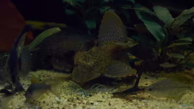 Wabenschilderwelse im Aquarium (Einrichtungsbeispiele für Glyptoperichthys gibbiceps)