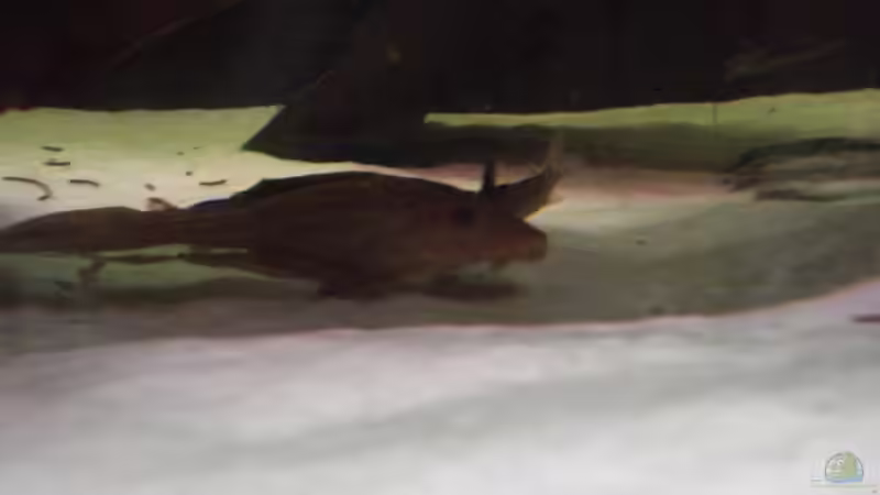 Wabenschilderwels von Alexander Beutner (26)