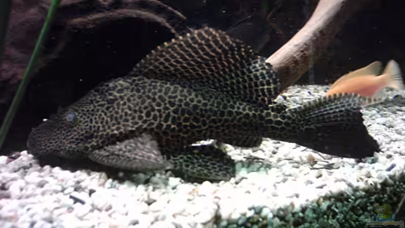 Wabenschilderwels von Bernd Niehoff (35)