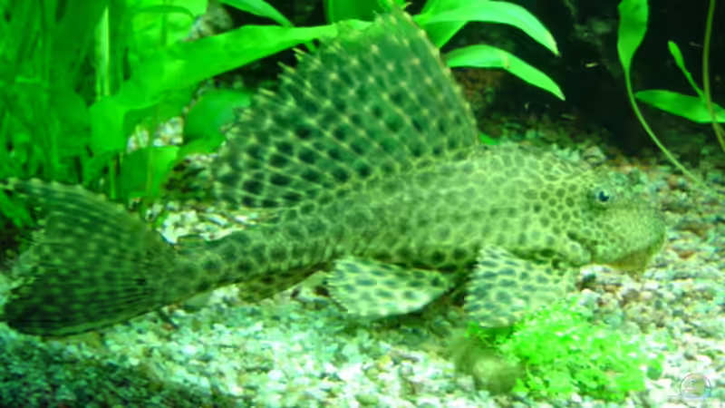 Wabenschilderwels von Bulldog1112 (26)