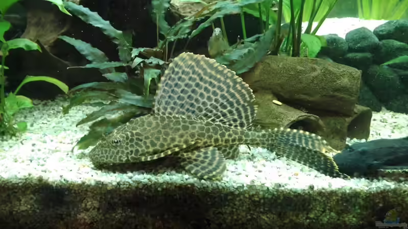 Wabenschilderwels von Jörg Deußen (3)