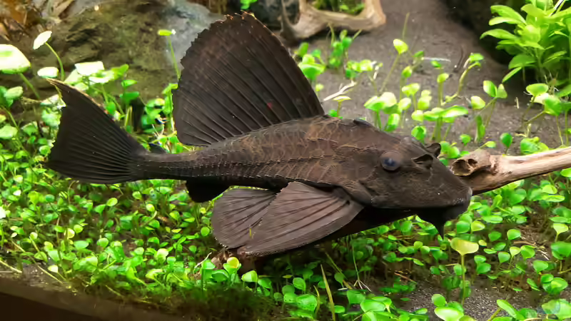 Wabenschilderwels von Sascha Frankfurt (2)