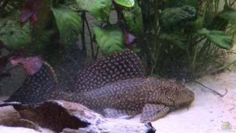 Wabenschilderwels von Shaggy90 (9)