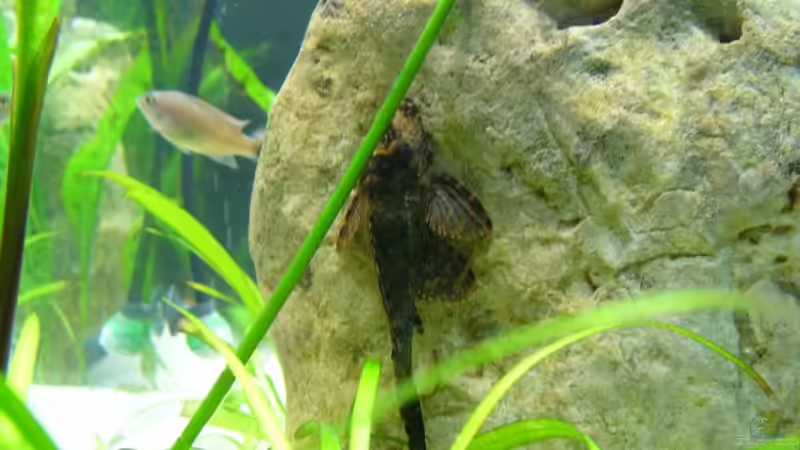 Wabenschilderwels von Tobi_88 (9)