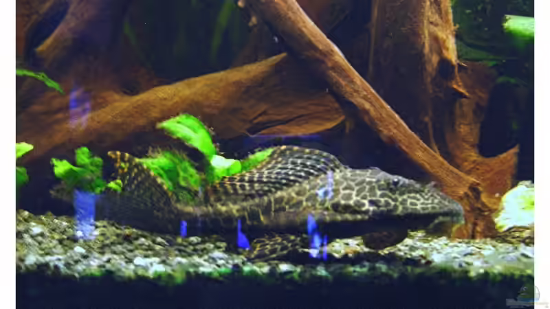 Wabenschilderwels von Tobias Meyer (11)