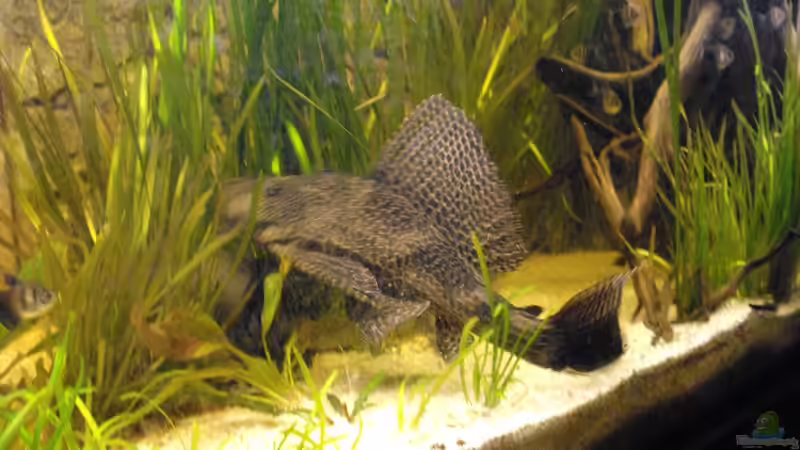 Wabenschilderwels von Yvonne Storms (21)