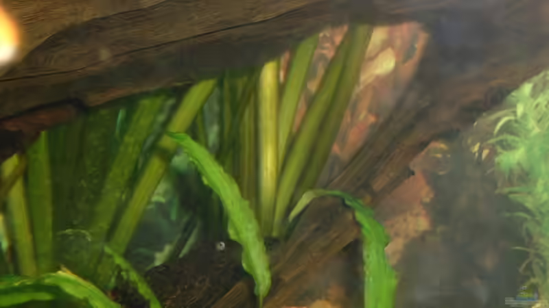 Wabenschilderwelse im Aquarium (Einrichtungsbeispiele für Glyptoperichthys gibbiceps)