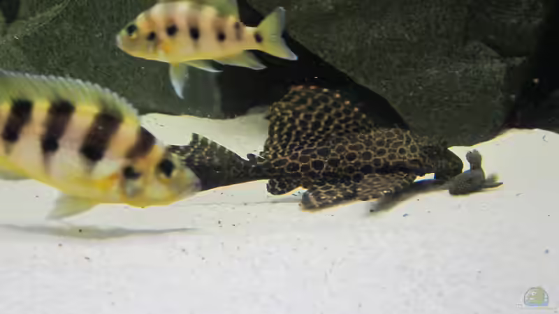 Wabenschilderwelse im Aquarium (Einrichtungsbeispiele für Glyptoperichthys gibbiceps)