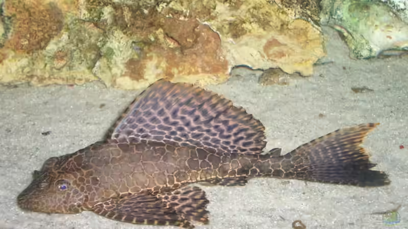 Wabenschilderwelse im Aquarium (Einrichtungsbeispiele für Glyptoperichthys gibbiceps)