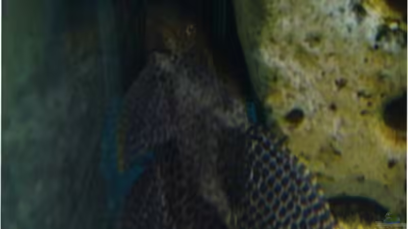 Wabenschilderwelse im Aquarium (Einrichtungsbeispiele für Glyptoperichthys gibbiceps)