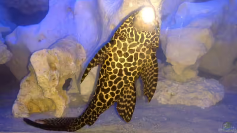 Wabenschildwels von Sushi (4)