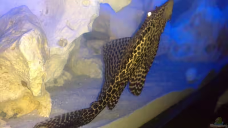 Wabenschildwels von Sushi (5)