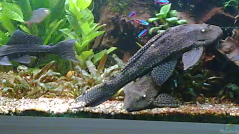 Wabi die zweite von Bulldog1112 (33)