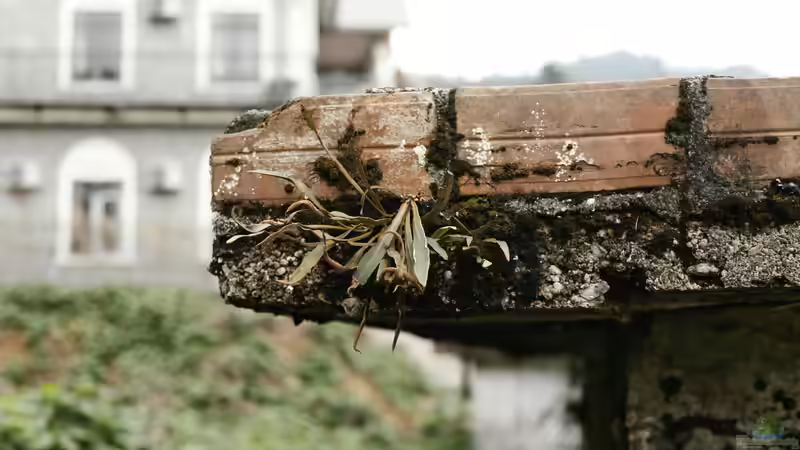 Wabi-Sabi - Die Schönheit des Unvollkommenen in Natur und Leben