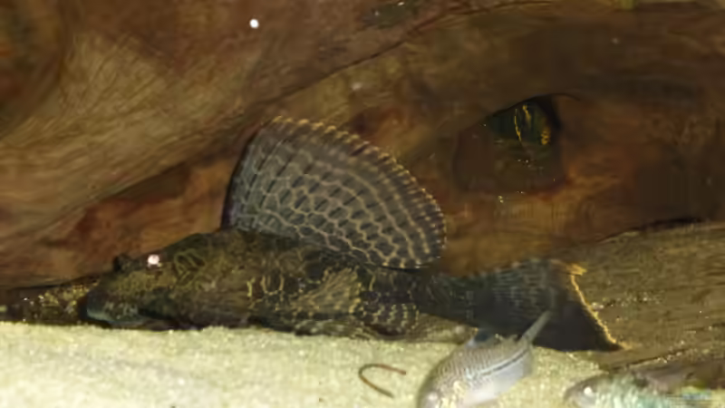 Wabi von Blackwater (56)