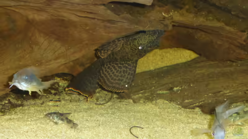 Wabi von Blackwater (57)