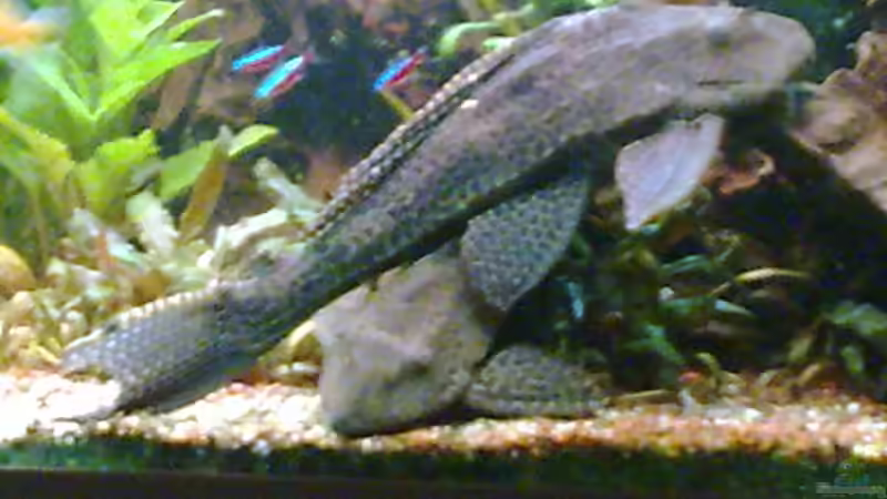 Wabi von Bulldog1112 (32)